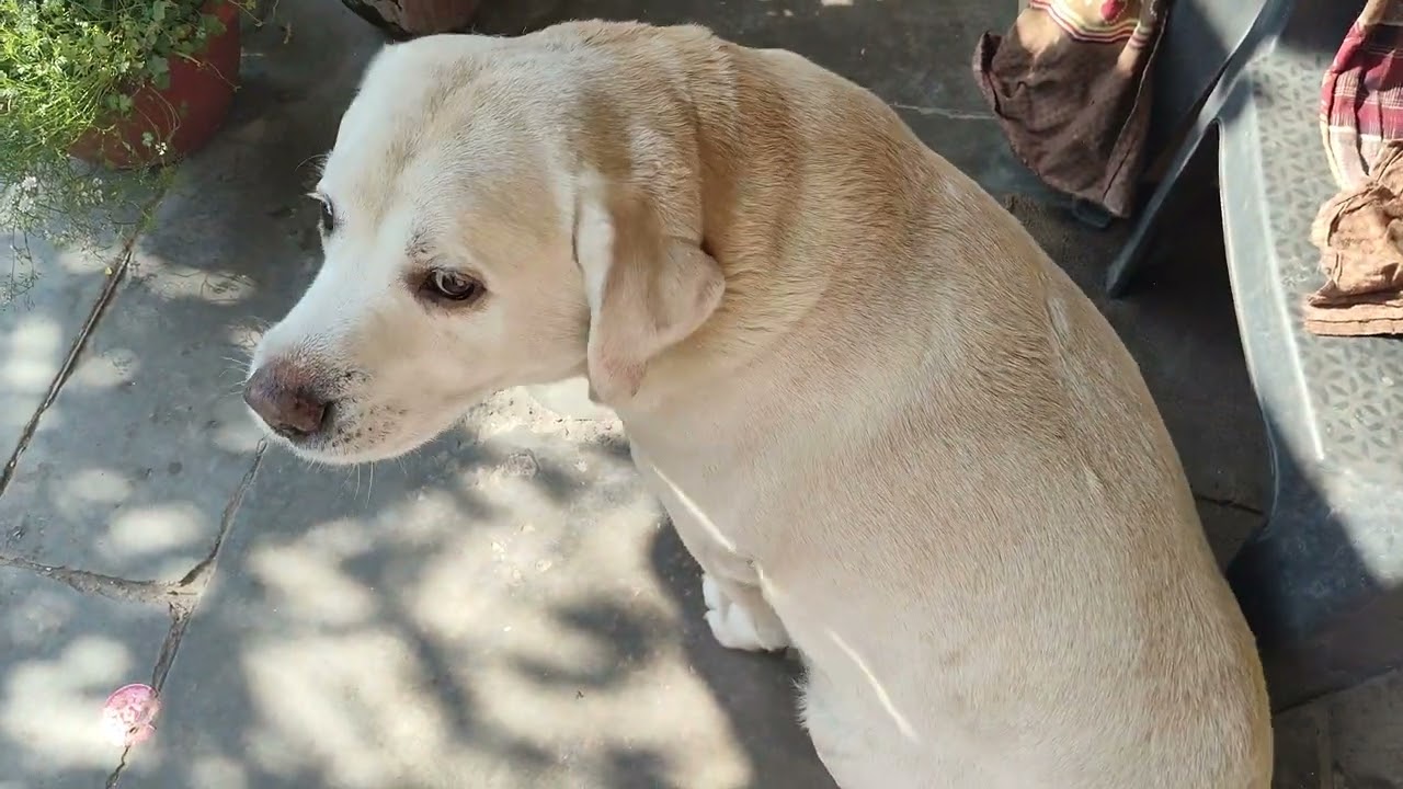 🙏🐕♥️🌸
