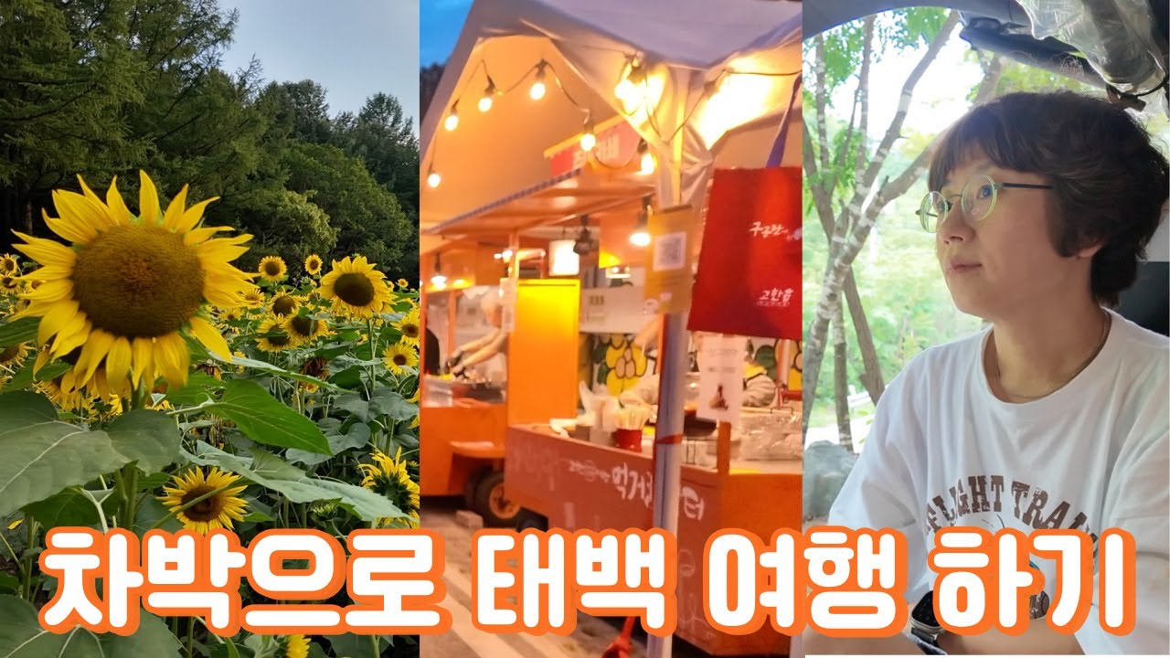 차박으로 태백 여행하기 / 구와우마을 해바라기꽃 축제 / 구공탄 야시장 / 만항재