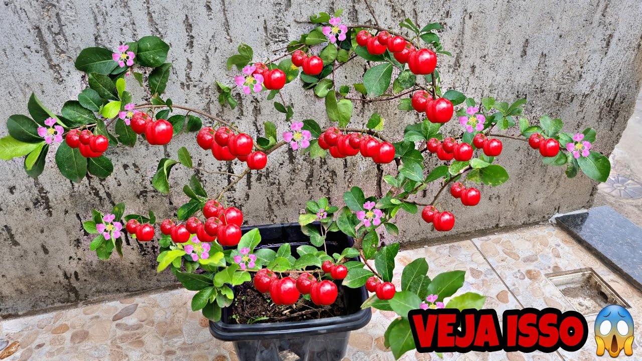 Faça sua ACEROLA em VASO EXPLODIR de FRUTOS (técnica espetacular)