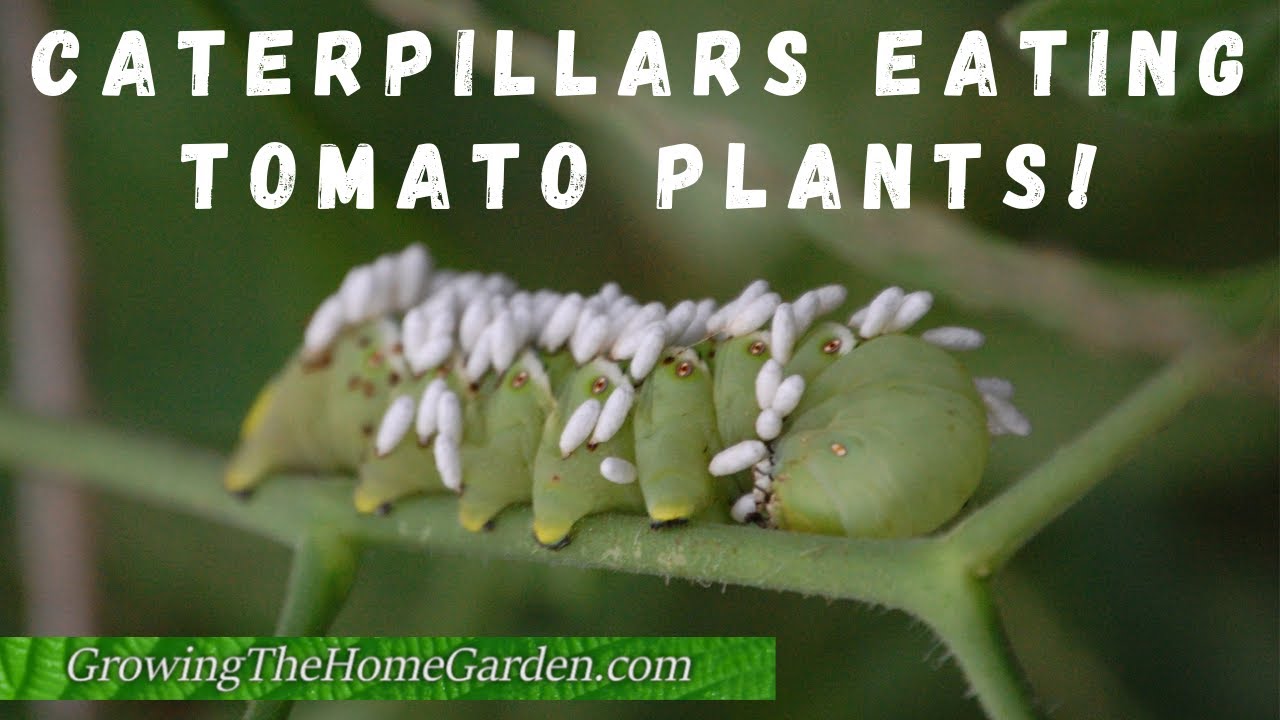 Green Caterpillars Eating Tomato Plants: Tomato Hornworms