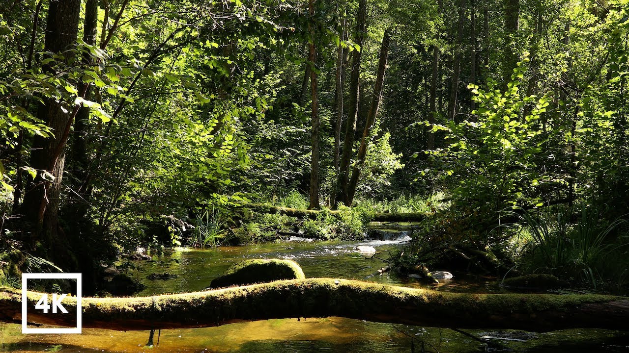 Where the Forest Breathes | Natural Water White Noise