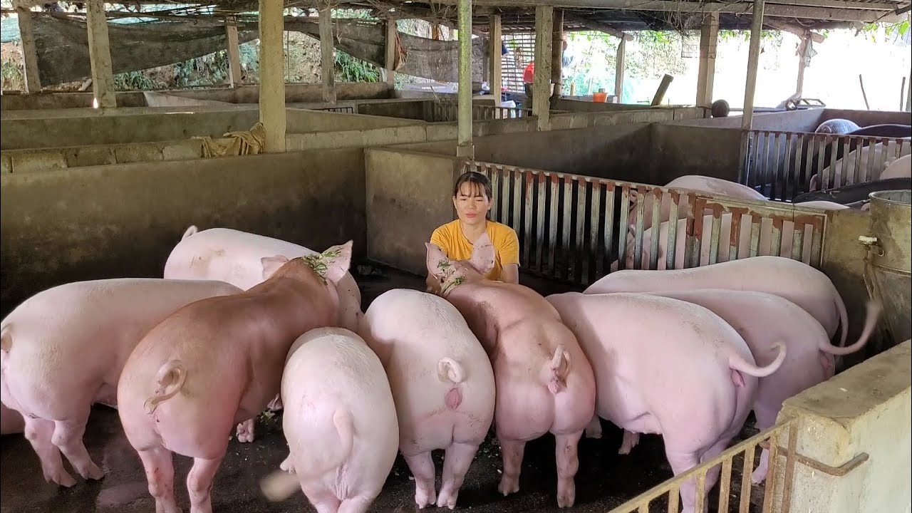 Caring for pigs from birth to adult pigs, the process of 6 months old.  (Episode 103).