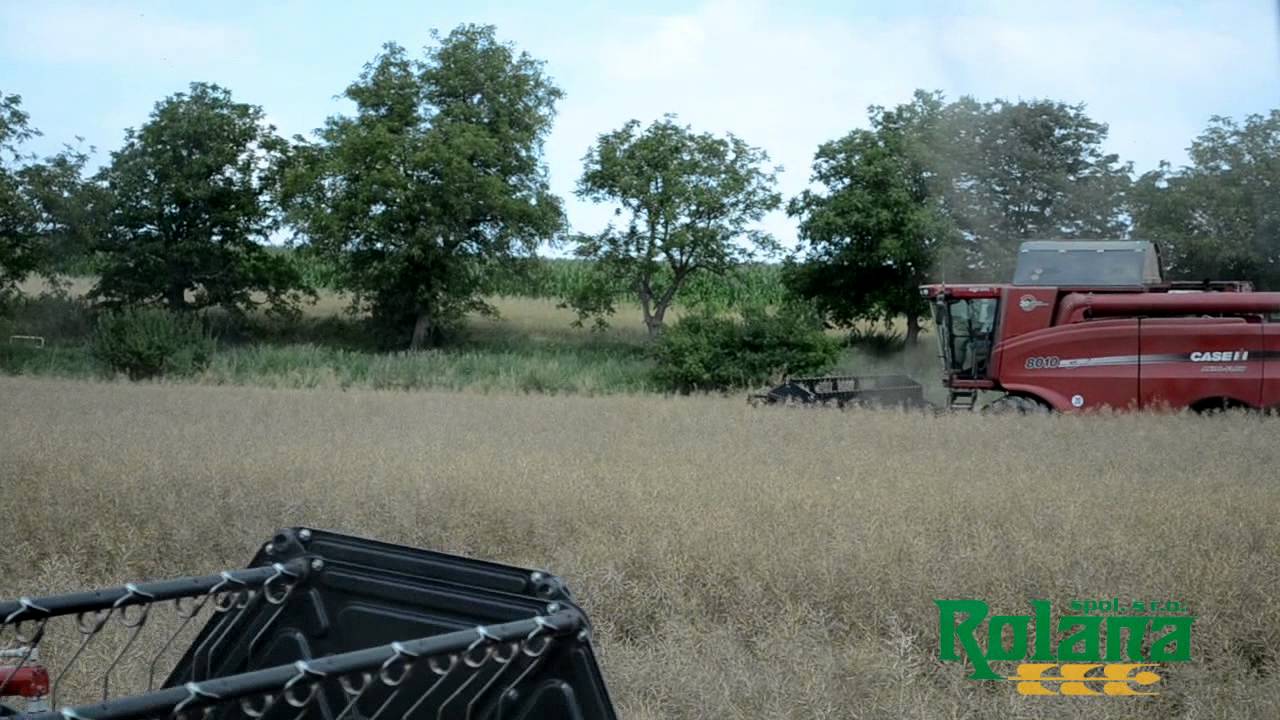 Žně 2014 - Case IH 9120, 8010
