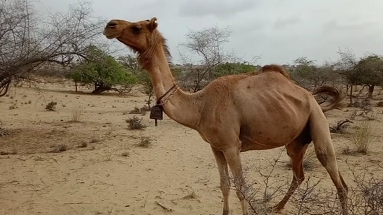Female Camel Ready for Meeting / Camel Jump / Camel by Camel / Camel of Thar