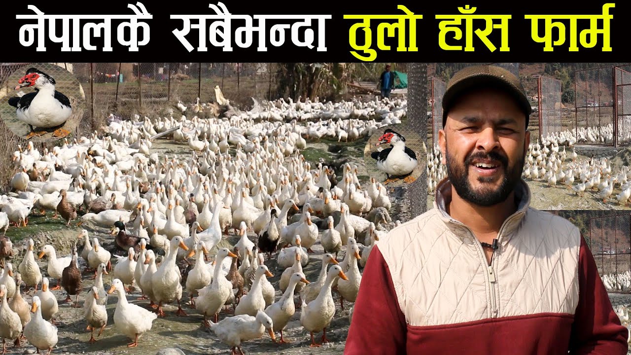 नेपालकै सबैभन्दा ठुलो हाँस फार्म ! - The biggest duck farm of Nepal
