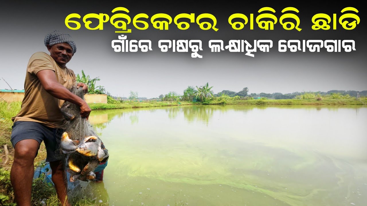 (ଚାଷରୁ ଲକ୍ଷାଧିକ ରୋଜଗାର) Odisha Farmer’s Success Story in Fish & Goat Farming | Krushak Sathi Odisha