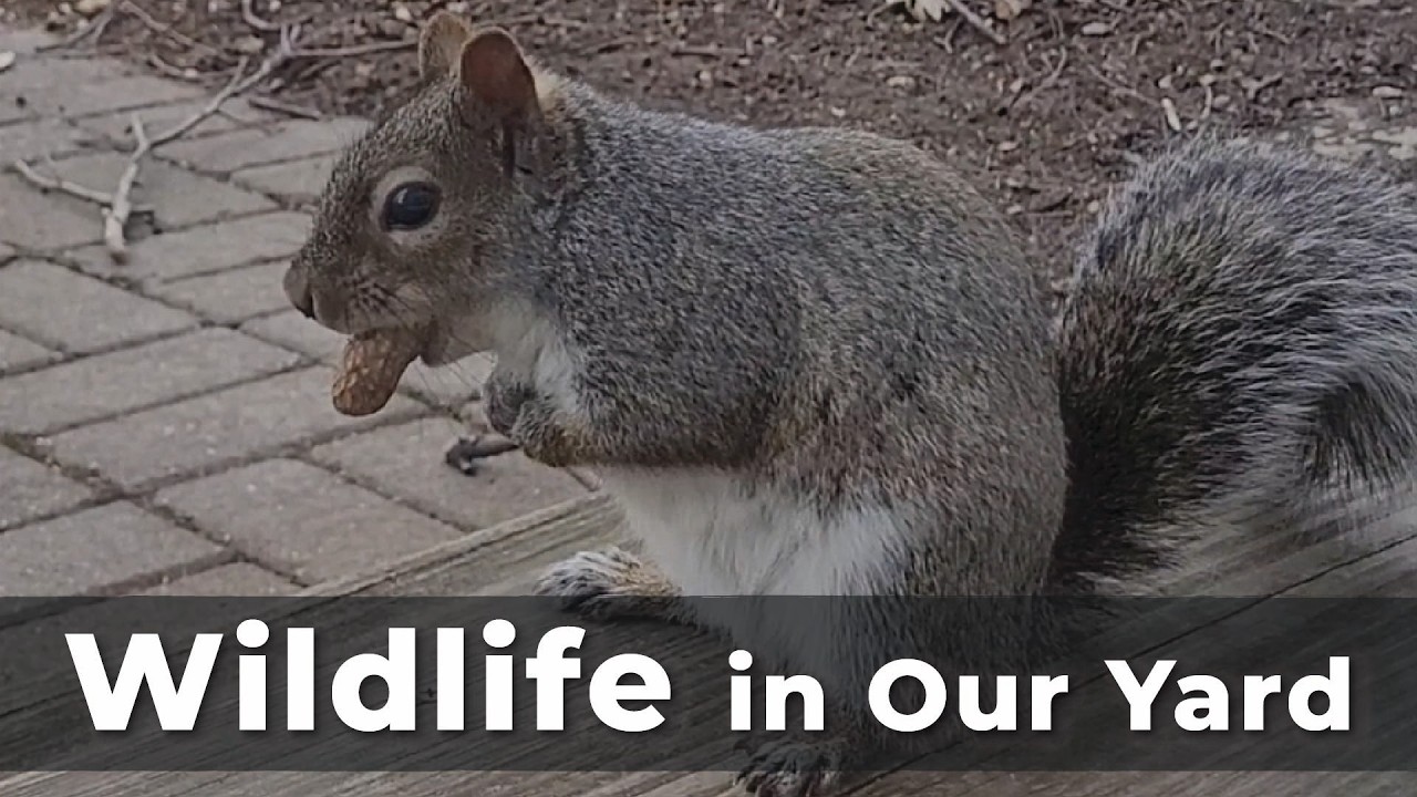 Backyard Wildlife & Cajun Tilapia | Art & Trail Tales