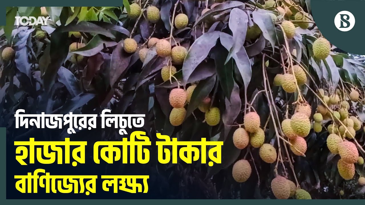 দিনাজপুরে লিচু উৎপাদন লক্ষ্যমাত্রা ৩৬,৬২৮ টন | The Business Standard