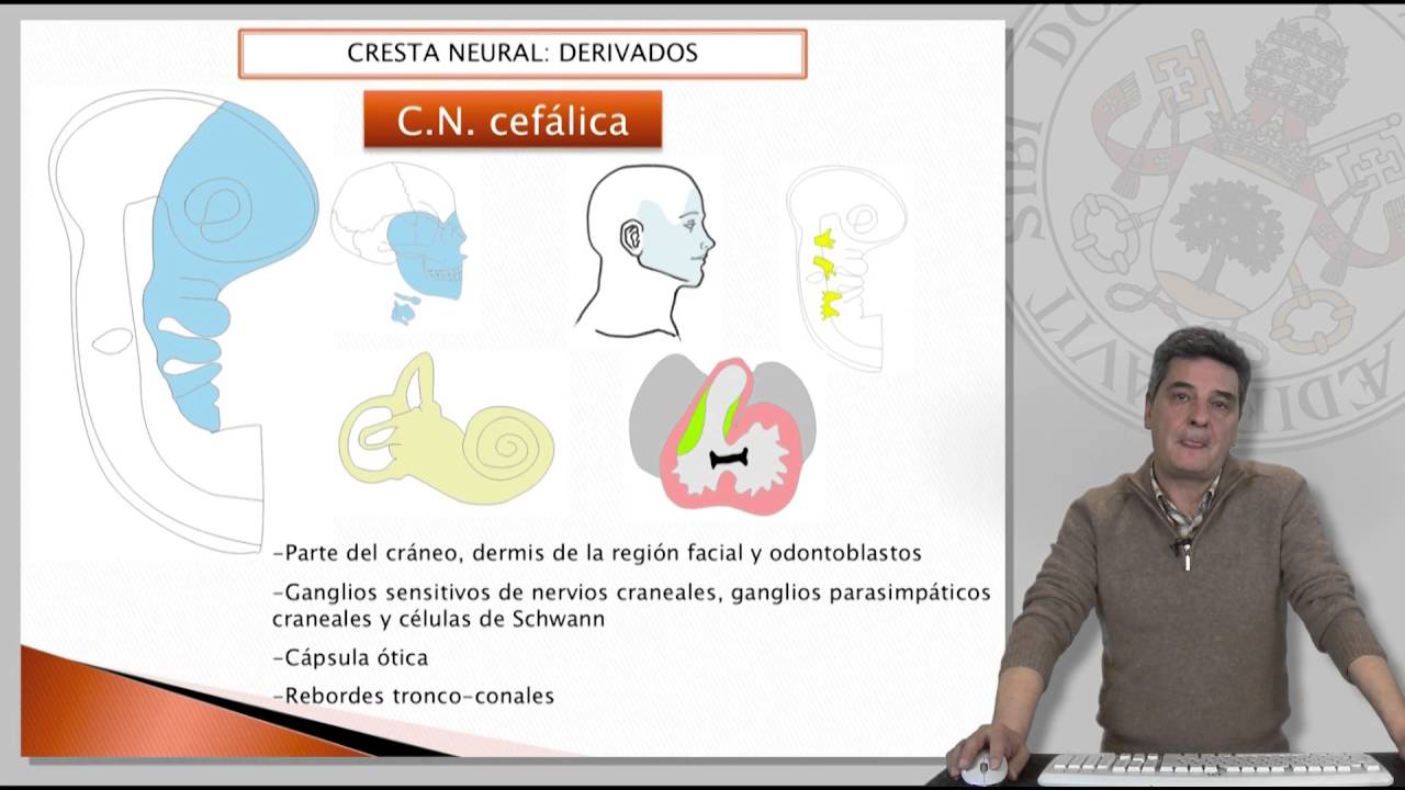 DESARROLLO DE LA CRESTA NEURAL