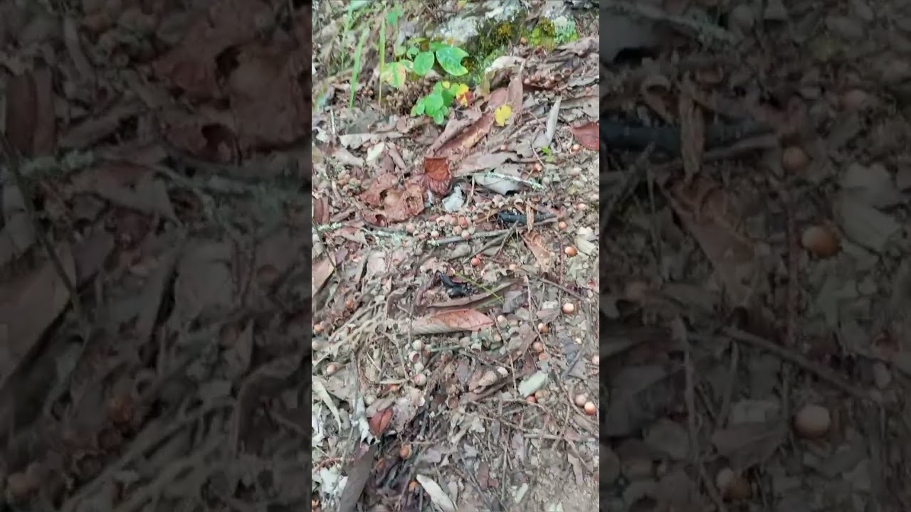 wild 🏞️ hazel nuts🥴🥴