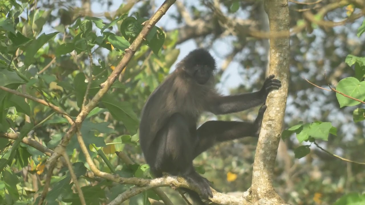 @SafariTVLive @MusicTravelLove @africanaturephotographyand6072 @NatGeoAnimals @NickWildlife