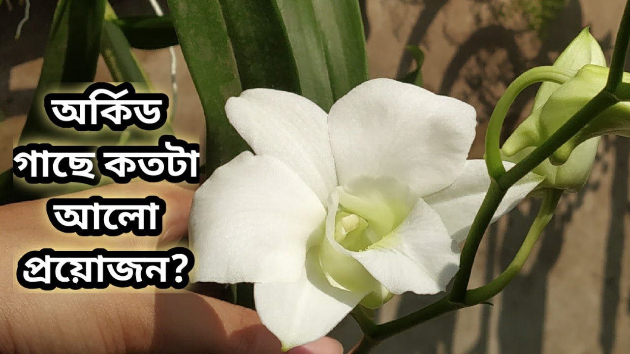 অর্কিড গাছে ফুল ফোটাতে কতটা আলো প্রয়োজন? । Whimsy Crafter বাংলা