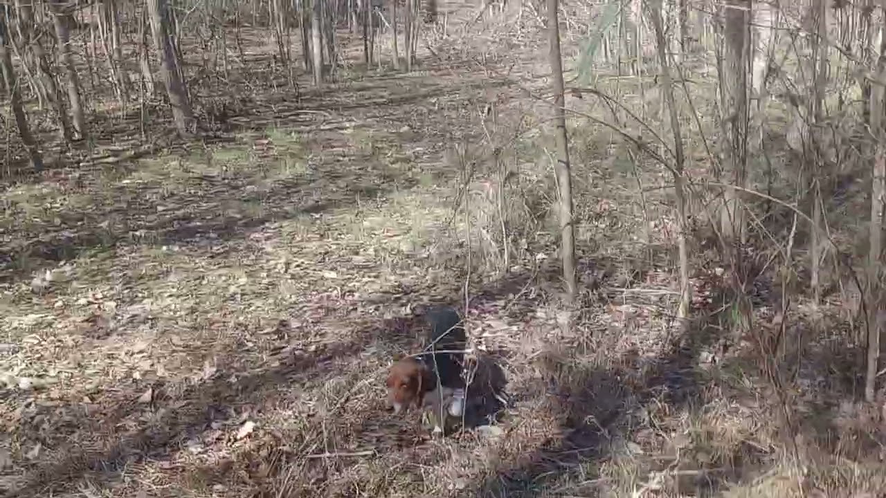 2/12/2026 whitmore kennel and create running the line   kennel 