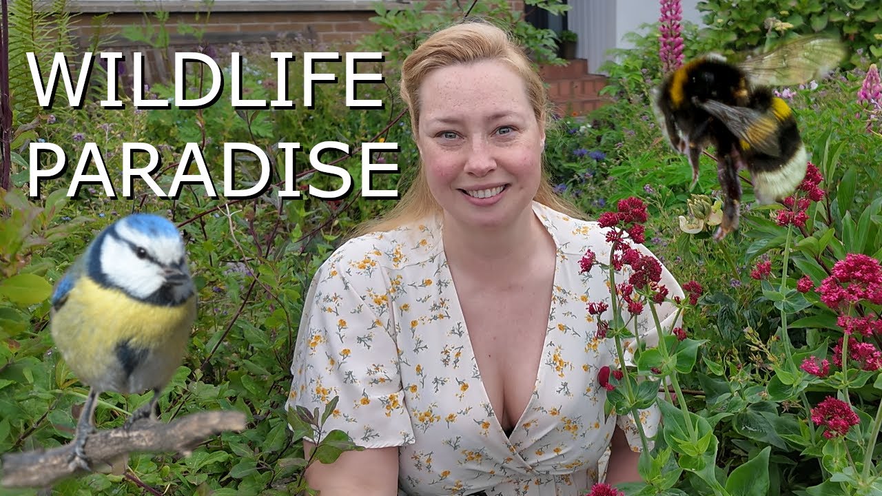 Small Garden? Just a balcony? You can still help Birds, Bees, Moths, Butterflies, Bats and more!
