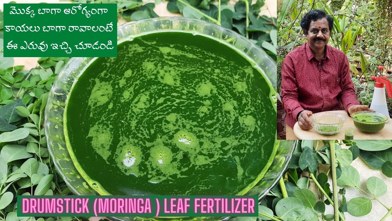 Drumstick (Moringa ) Leaf Fertilizer | మొక్క బాగా ఆరోగ్యంగా కాయలు బాగా రావాలంటే ఈ ఎరువు ఇచ్చి చూడండి