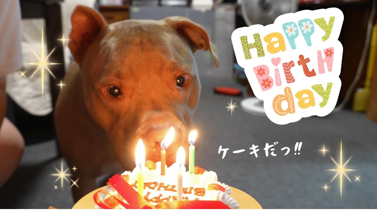 お誕生日サプライズ🎉プレゼントとケーキを前に大興奮するピットブルが愛おしすぎた！