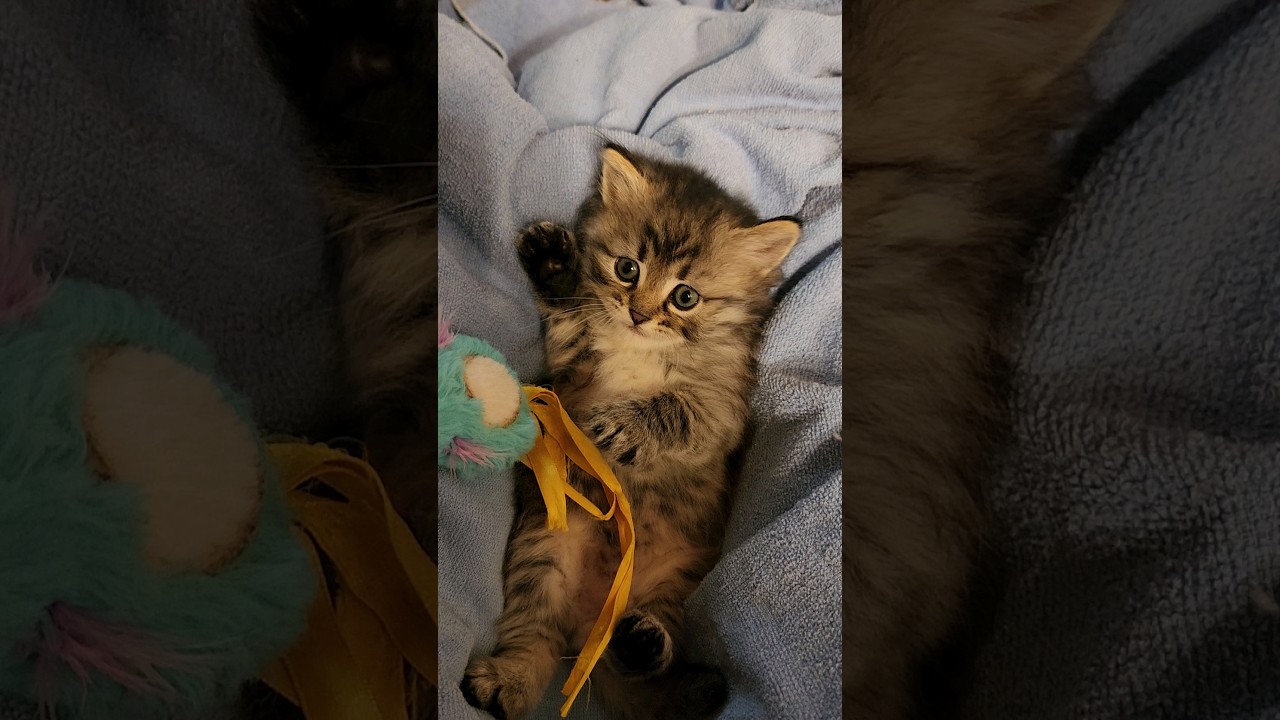 Sweet Siberian Kitten playing at 5 weeks old. #shorts #kitten #playing