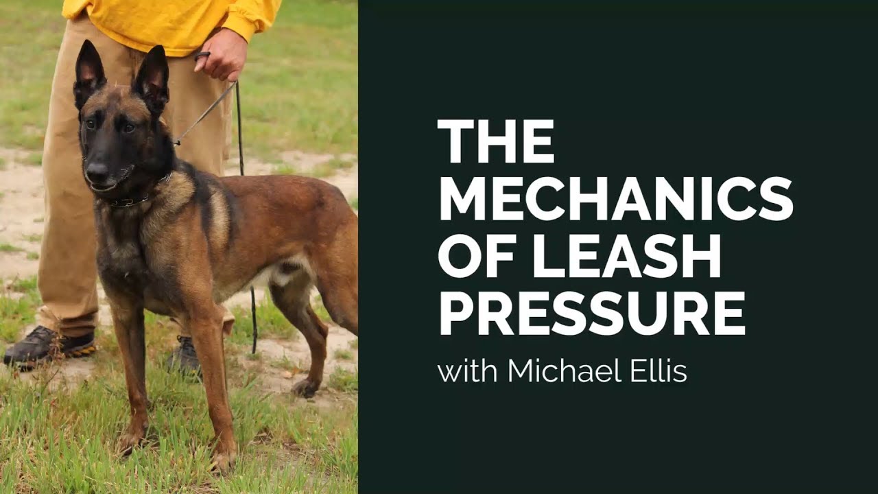 Learning Leash Pressure - Michael Ellis