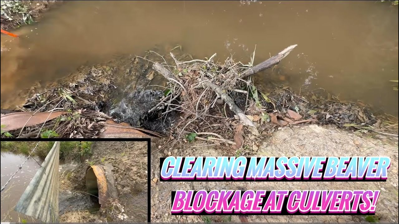 UNCLOGGING BEAVER CLOGGED CULVERTS! 06/2025