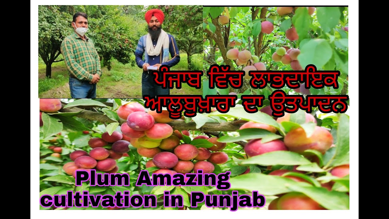 Plum | Cultivation in Punjab #ਅਲੂਚਾ | ਆਲੂਬੁਖਾਰਾ #Plumfruit |Benefits| Dr.Prem Singh |+91-81463 23104