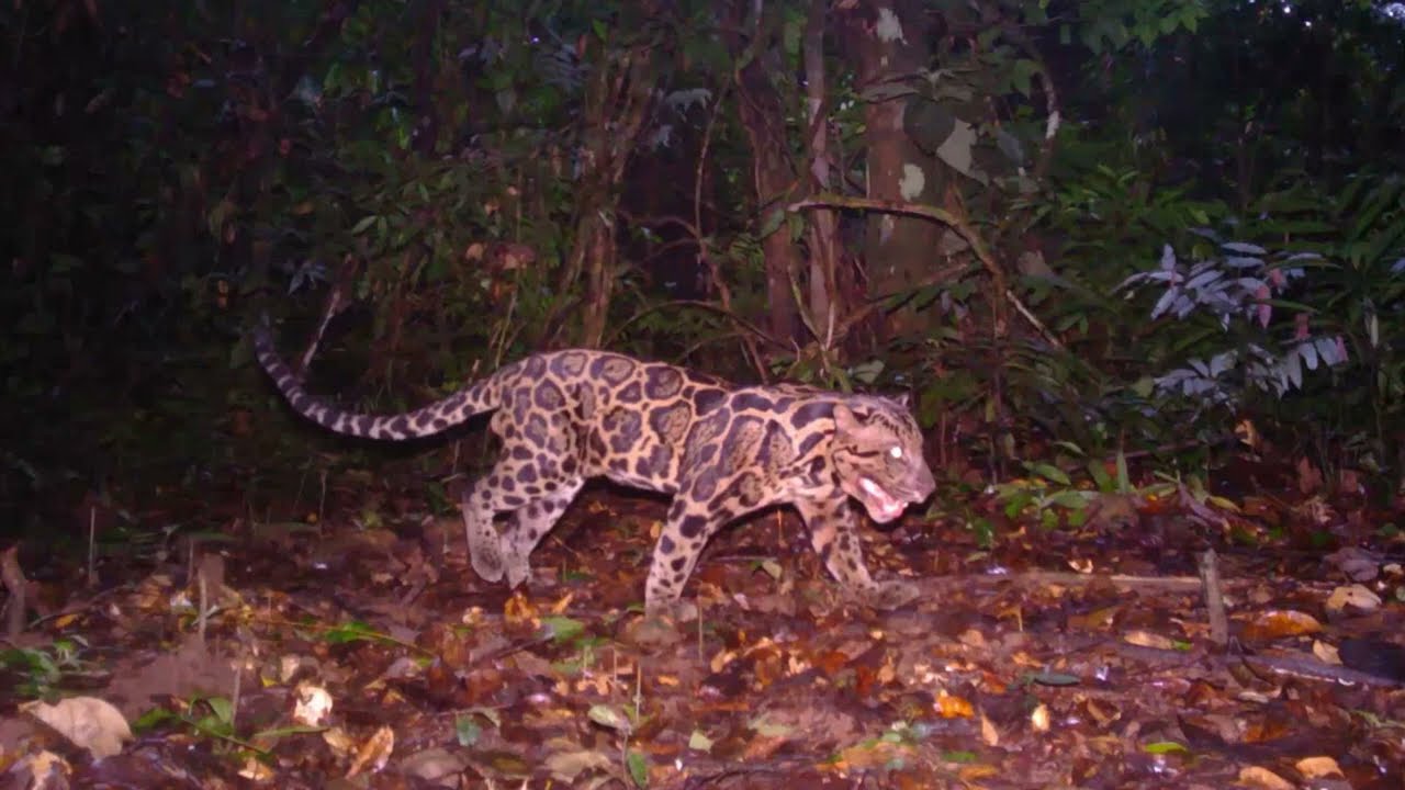 Small Cats, Big Opportunity! Join Us in Saving the World's Small Cats