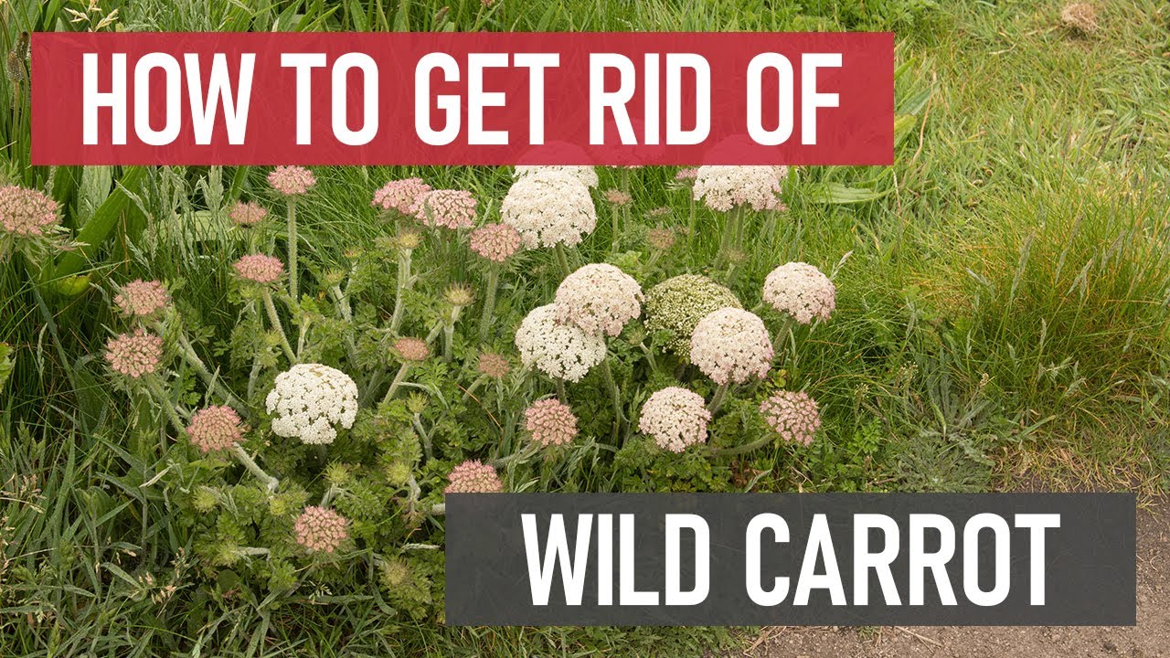How to Get Rid of Wild Carrots [Weed Management]