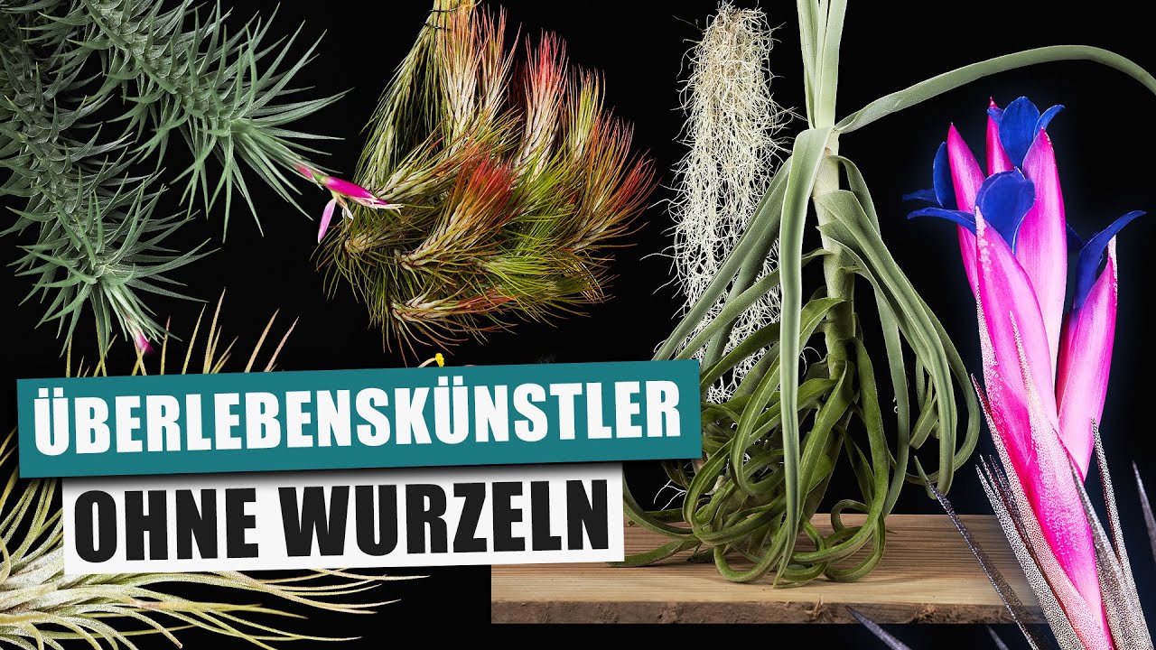 Tillandsia - 