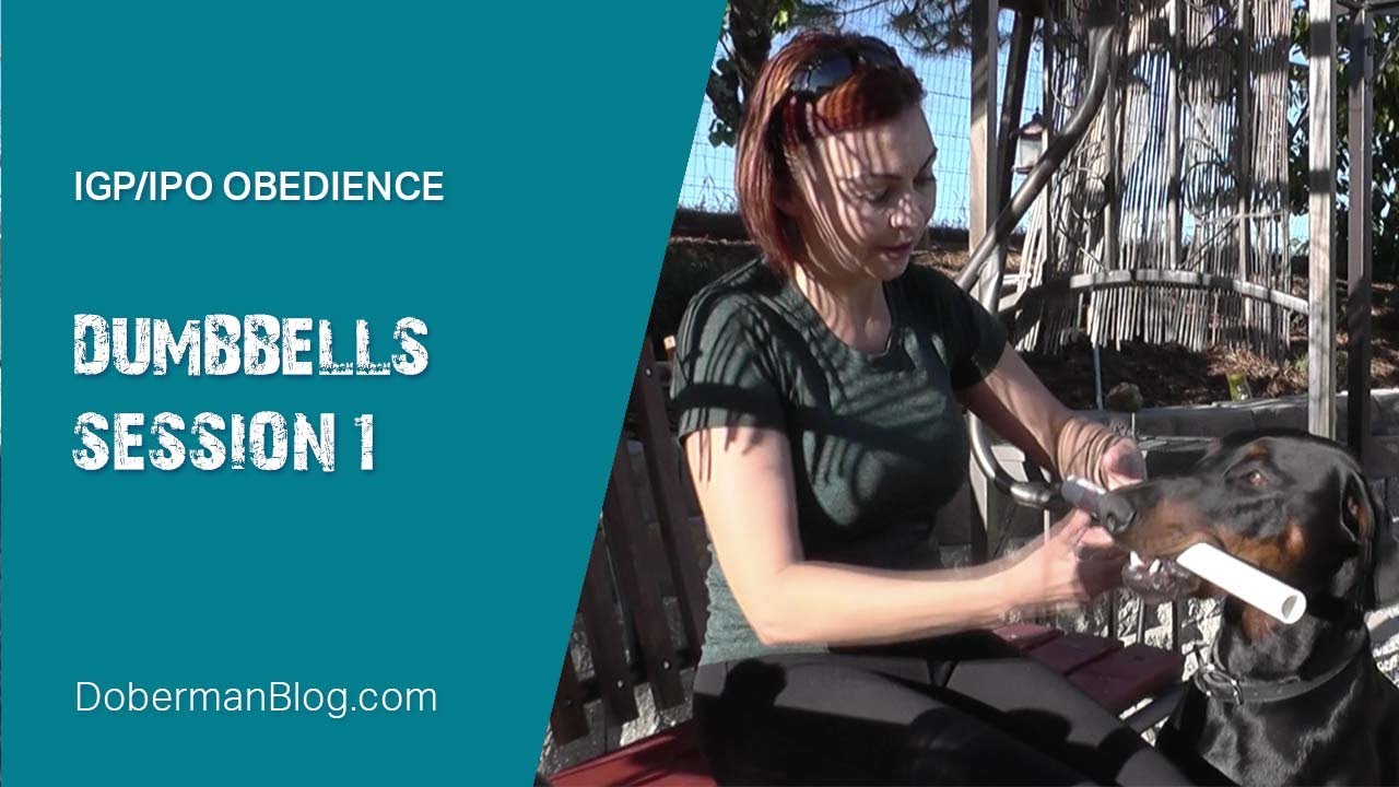 IGP/IPO obedience: Dumbbells. Session 1