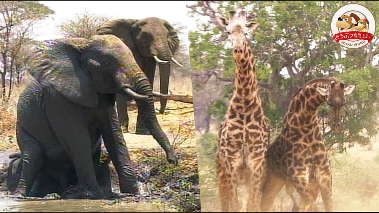アフリカ・枯れない川に集まる動物たちの攻防～ゾウがシマウマを蹴散らし、キリンが喧嘩する【どうぶつ奇想天外／WAKUWAKU】