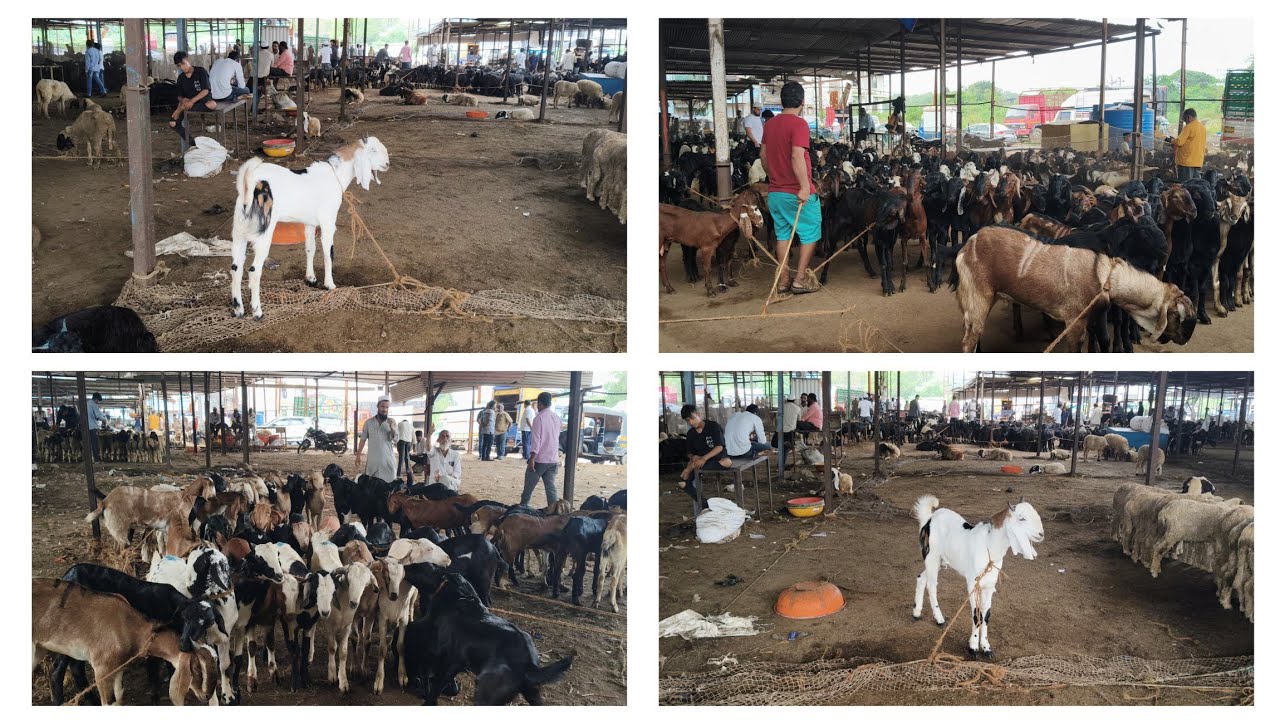 Kalyan Bakra Mandi update Tuesday palne wale Bakre #youtubevideo #viralvideo 