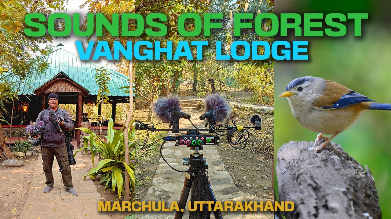 Sounds of Jungle - Vanghat Lodge - Marchula - Field Recording