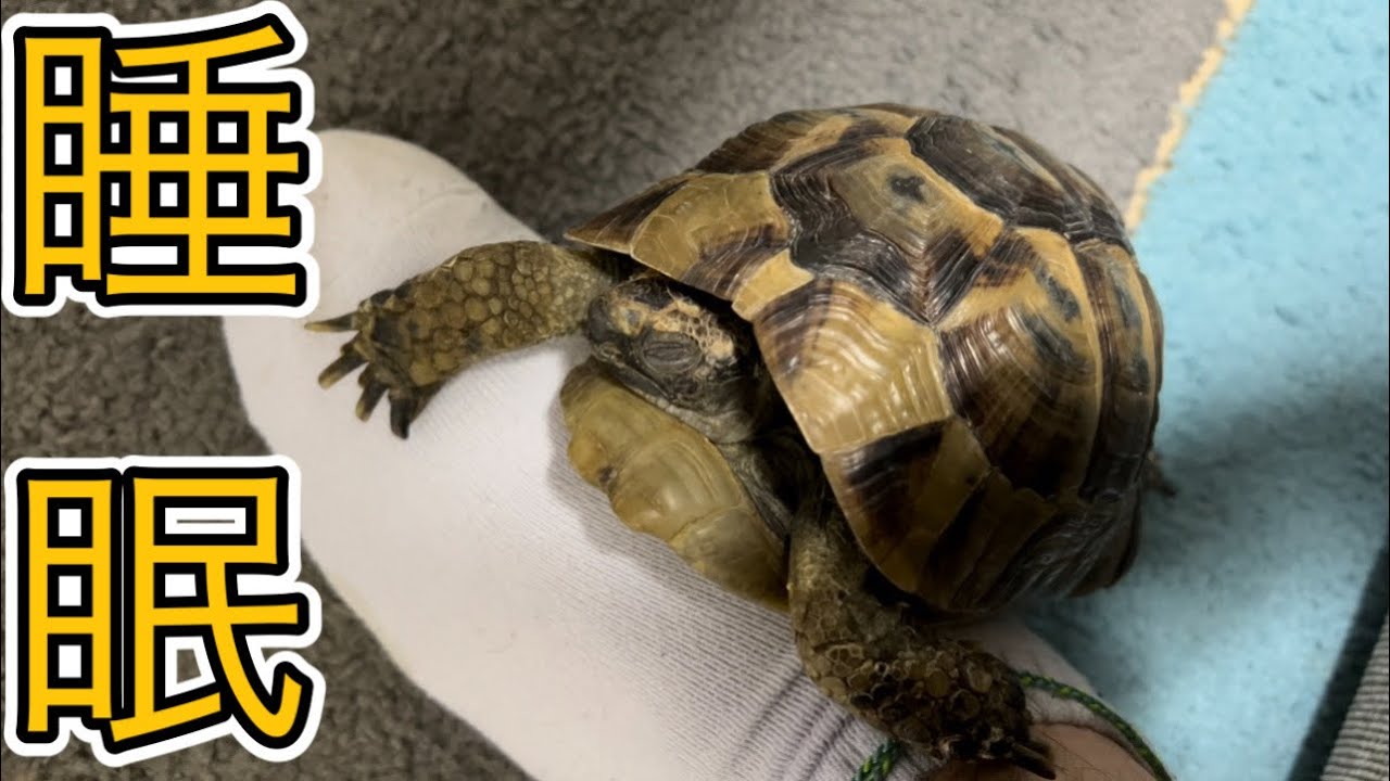 リクガメが懐くと飼い主にくっ付いて寝ます