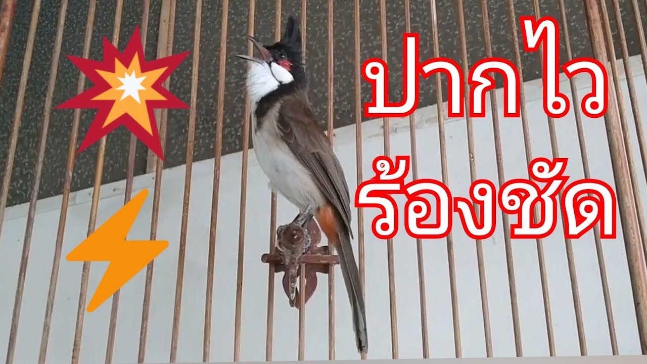 #นกกรงหัวจุก ปากไว ต่อดอกเร็ว นกนับดอก#เสียงนกกรงหัวจุก #chaomao #redwhiskeredbulbul