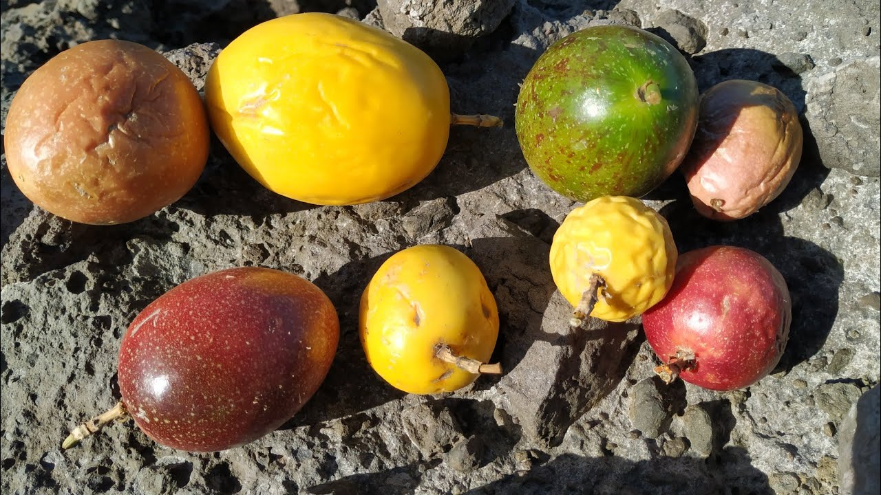 How to choose the perfect Passion Fruit (all Passiflora edulis) in Tenerife