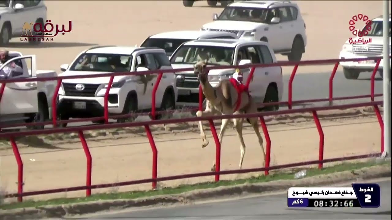 ملخص أشواط الجذاع (بطولة الكويت الدولية للهجن) مساء 09-02-2026