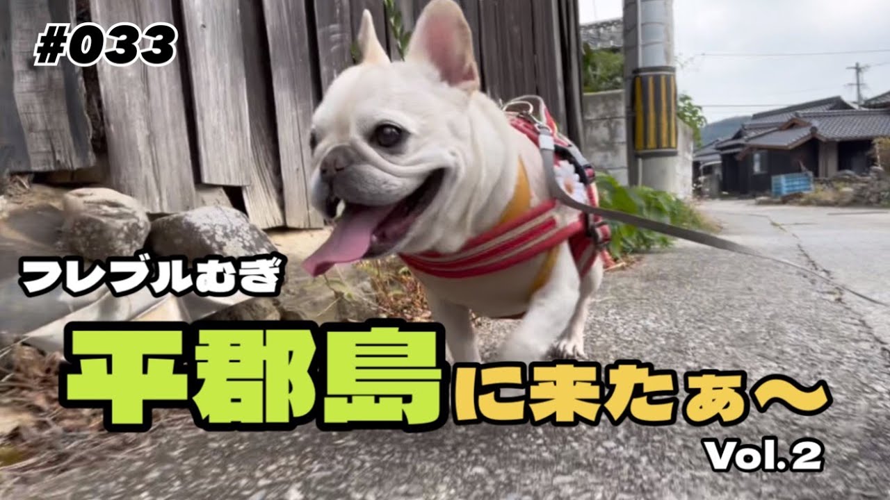 平郡散歩🏝️🚢フレンチブルドッグ むぎ
