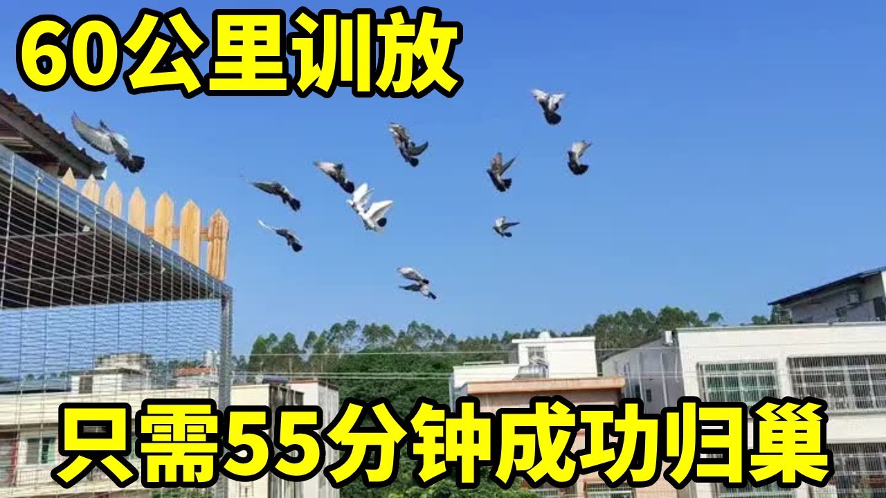 60公里训放第二趟，飞了56分钟归巢#信鸽赛鸽 #鸽子训放 #赛鸽运动 #养鸽人 #信鸽