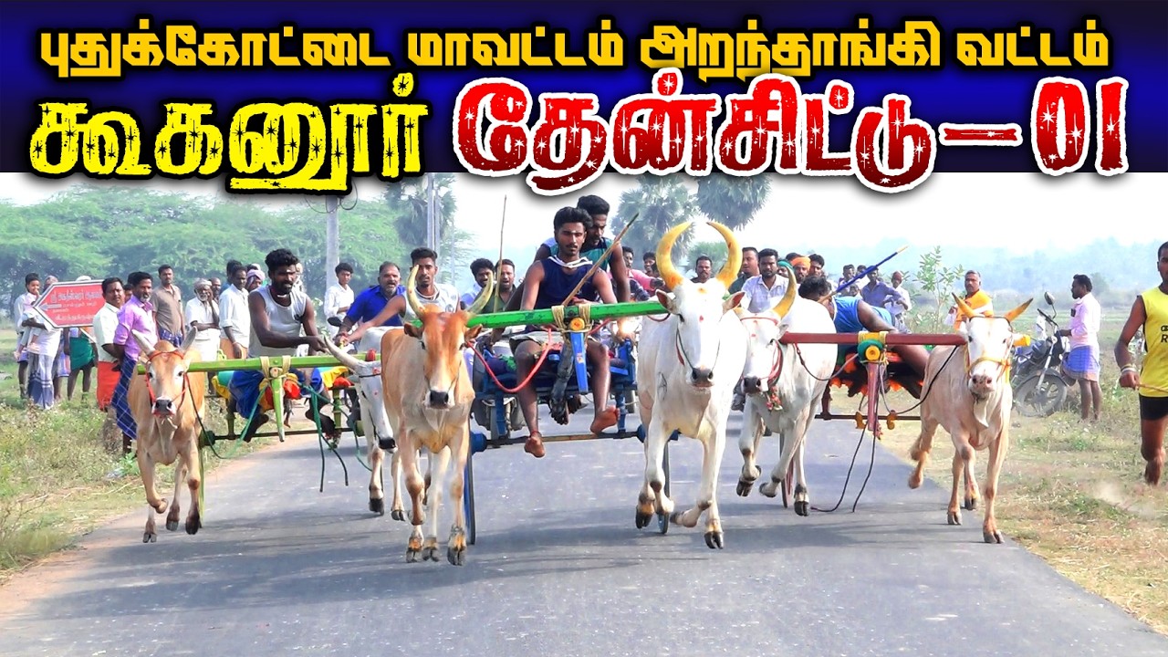 கூகனூர் 1தேன்சிட்டுமாடு (16.02.2026) பந்தயம்  #perai_raj_digital #reklarace2026
