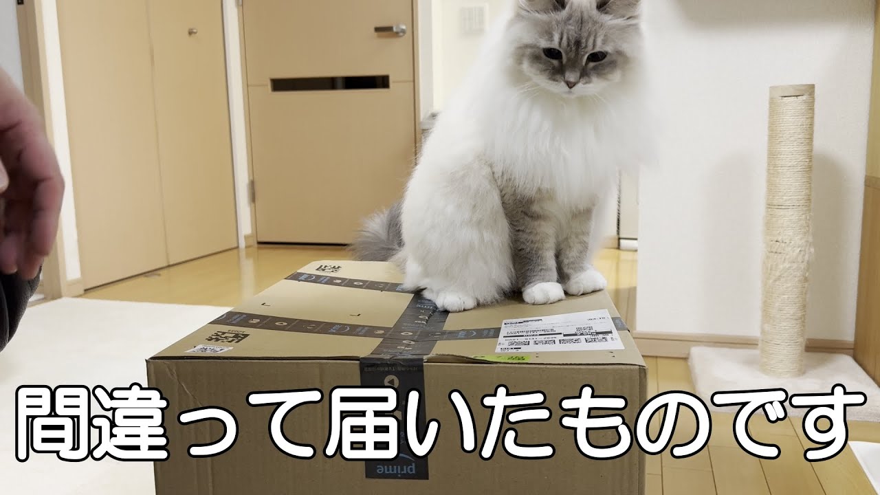 わが家にサンタさんからXmasプレゼントが届きましたがご配送でした！