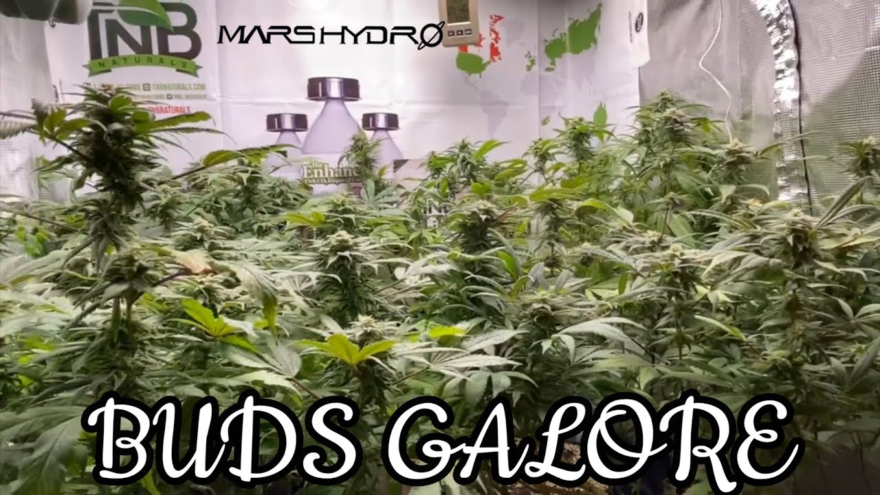 BUDS GALORE under the Mars Hydro TS 1000 with TNB Naturals The Enhancer