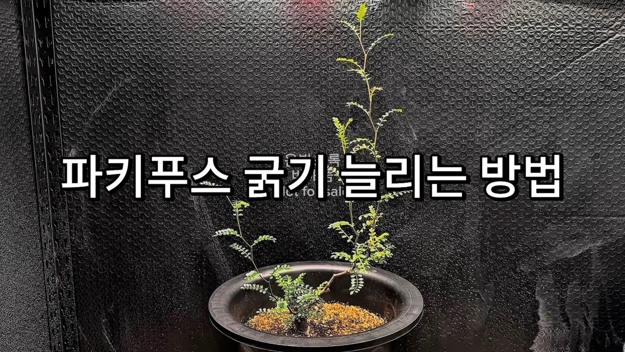파키푸스 줄기를 두껍게 하는 방법