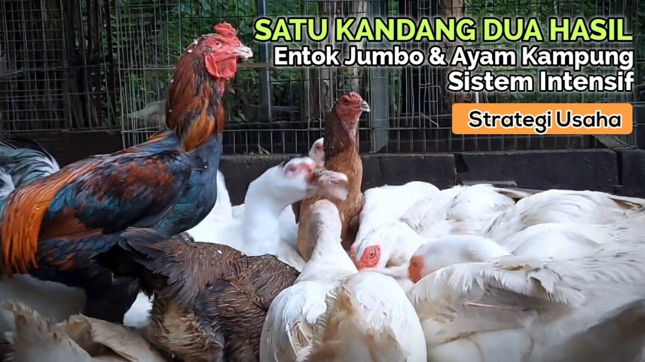 TEKNIK CAMPUR TERNAK ENTOK JUMBO & AYAM KAMPUNG! Cocok Untuk Peternak Pemula