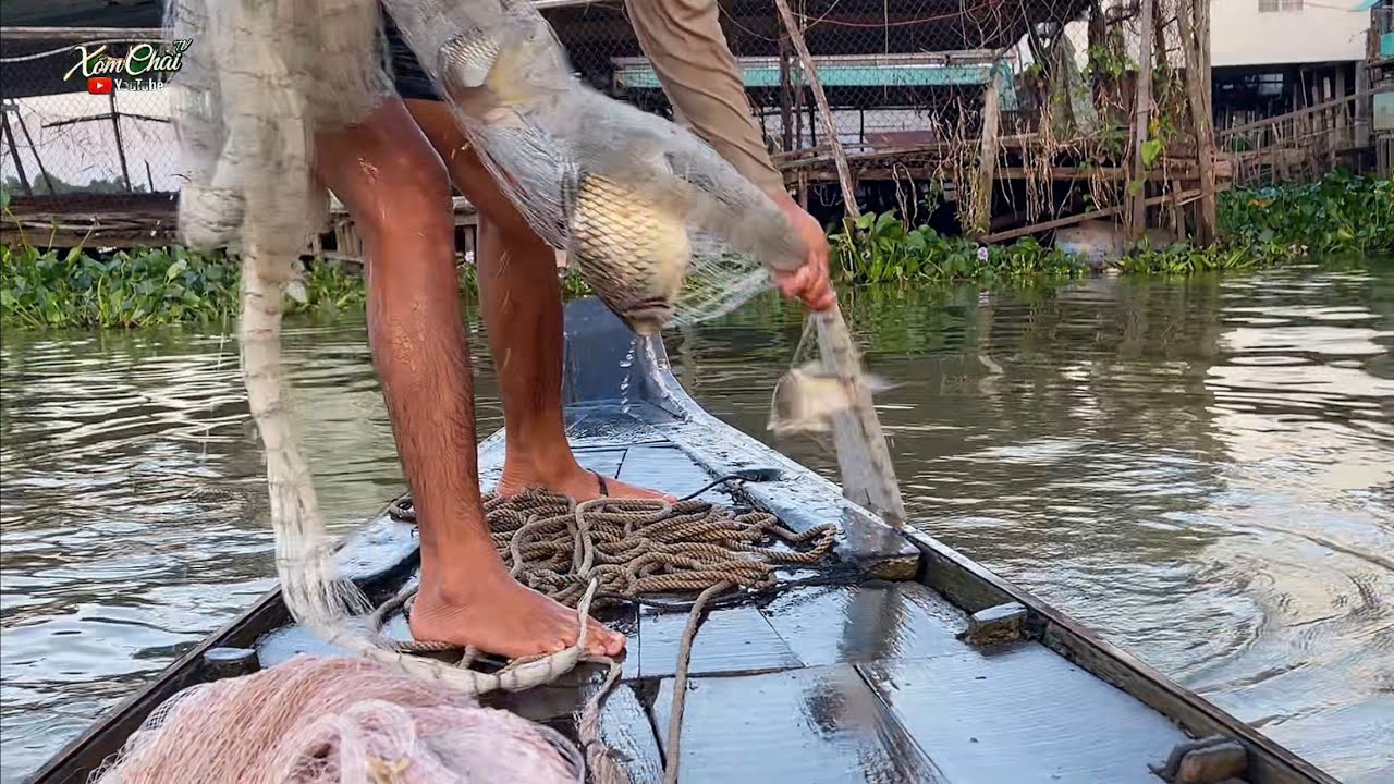 Quăng Chài Bắt Được Mè Vinh Khủng #fishing #xomchaitv 