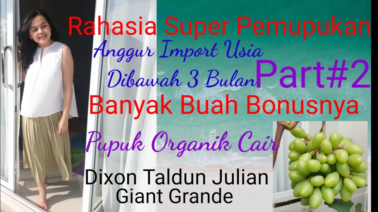 CARA BUAT PUPUK ORGANIK CAIR POC, Rahasia Super Pemupukan Anggur Import, 3 Bulan Bonus Buah Banyak.