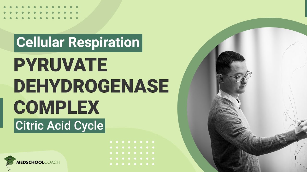 Pyruvate Dehydrogenase Complex and Citric Acid Cycle