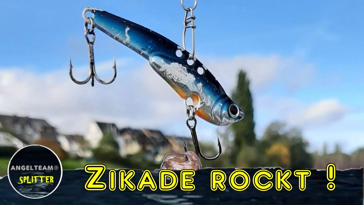 Zikade rockt