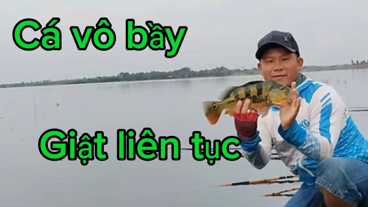 Săn Cá Hoàng Đế.#37. Cá vô bầy ,giật 2 GIỜ.chưa hết giật và nướng cá ăn tại hồ quá đã luôn ae