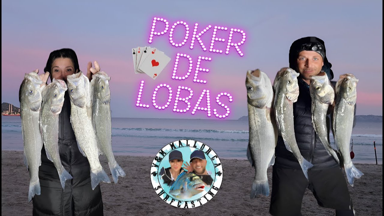 🔥🐟LUBINAS AL VIVO🐟🔥// SURFCASTING 🎣EN MALLORCA🏝️ POKER♠️♥️♦️♣️ DE LUBINAS🐟🔝