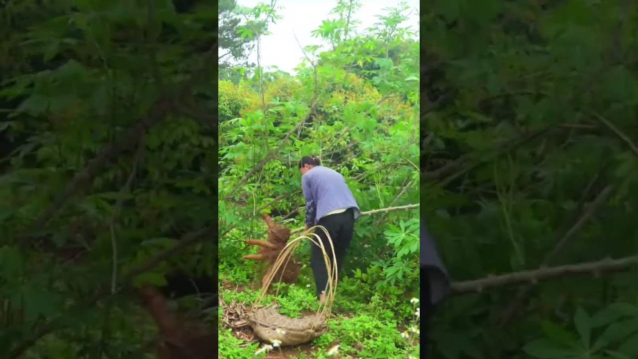 Manual cassava harvesting technique #farming #shorts