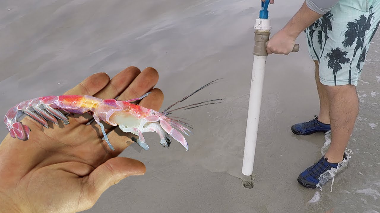 Como pegar CORRUPTO na PRAIA ◆ ISCA NATURAL para PESCA de PRAIA - SURFCASTING